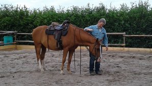 Kommunikation mit dem Pferd