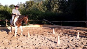 Training der Pferde